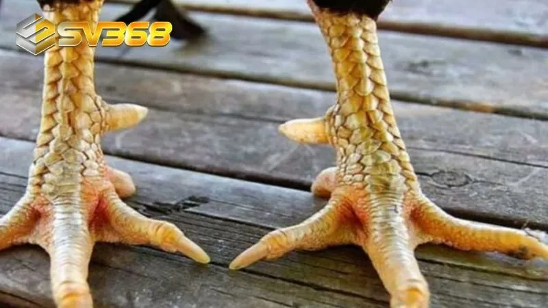 Tổng hợp các loại móng quý hiếm trên gà đá mà không phải ai cũng biết