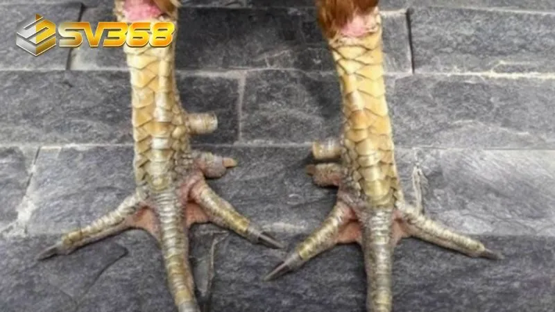 Hé lộ bí quyết xương máu từ cao thủ để nhận diện chiến kê sở hữu vảy đặc biệt