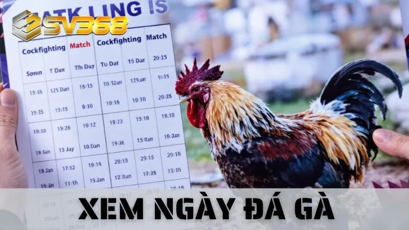 Xem Ngày Đá Gà Tại SV368: Thời Điểm Vàng Chơi Luôn Thắng